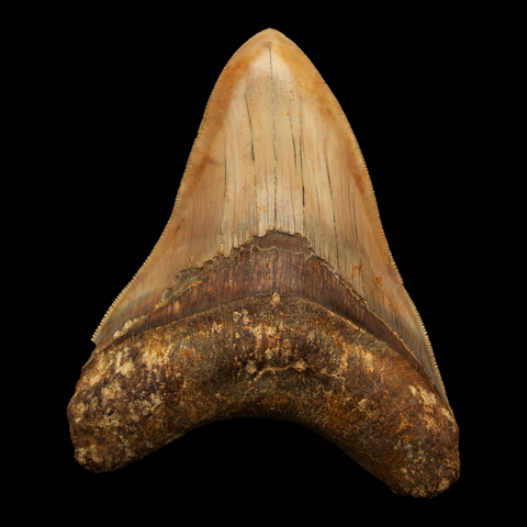 Megalodon Shark Tooth - 5.17 Inches