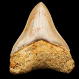 Megalodon Shark Tooth - 4.72 Inches