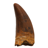 Carcharodontosaurid tooth - 2.06 inch