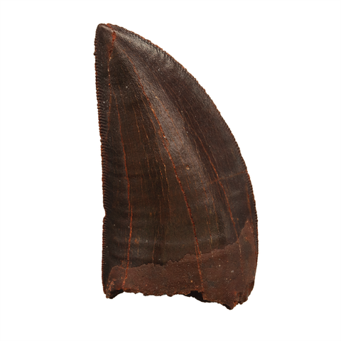 Carcharodontosaurid tooth - 1.80 inch