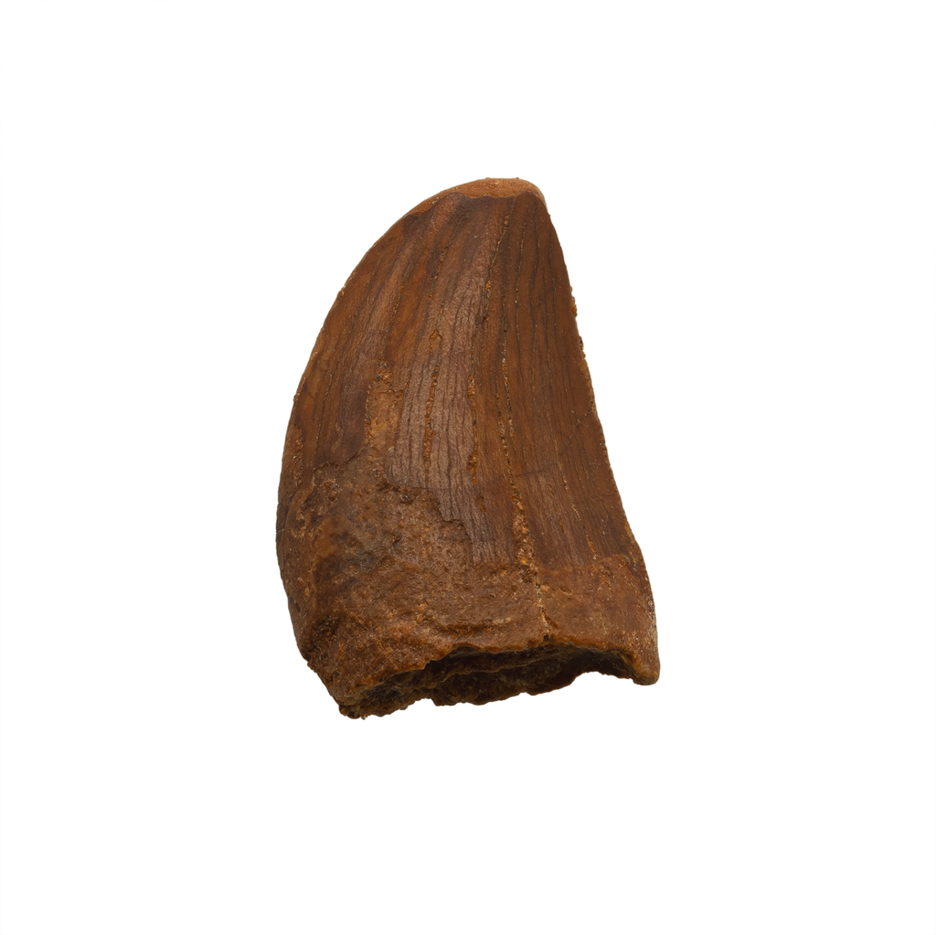 Carcharodontosaurid tooth 1.15 inch The Fossil Emporium