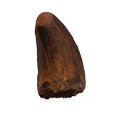 Carcharodontosaurid tooth - 1.63 inch