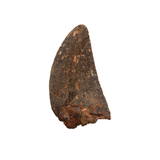 Carcharodontosaurid tooth - 1.32 inch