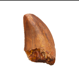 Carcharodontosaurid tooth - 1.43 inch