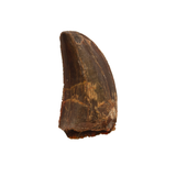 Carcharodontosaurid tooth - 1.01 inch