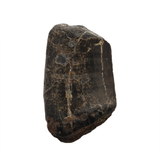 Neovenator tooth - 1.15 inch