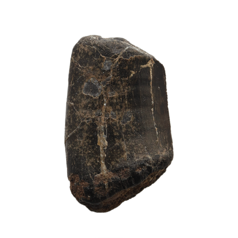 Neovenator tooth - 1.15 inch