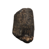 Neovenator tooth - 1.15 inch