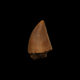 Large Majungasaurus Tooth - 0.99 Inch