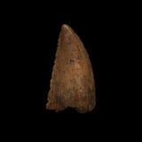 Large Majungasaurus Tooth - 1.11 Inch