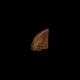 Majungasaurus Tooth - 0.55 Inch