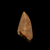 Large Majungasaurus Premaxilla Tooth - 0.97 Inch