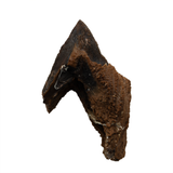 Large Rooted Triceratops tooth - 1.73 inch