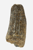 Suchomimus Tooth - 1.51 Inch