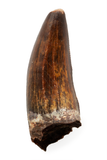 Carcharodontosaurid pathology tooth - 1.31 inch