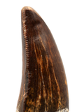 Carcharodontosaurid pathology tooth - 1.31 inch