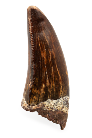 Carcharodontosaurid pathology tooth - 1.31 inch
