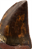 Carcharodontosaurid tooth - 1.39 inch