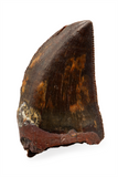 Carcharodontosaurid tooth - 1.39 inch