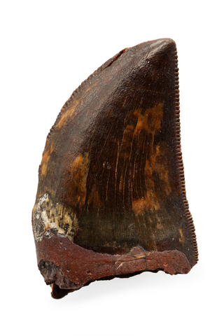 Carcharodontosaurid tooth - 1.39 inch