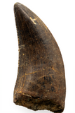 Nanotyrannus tooth - 1.06 inch
