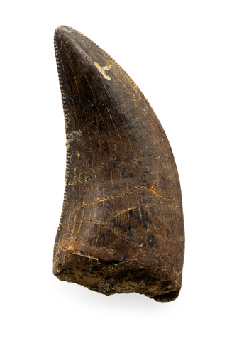 Nanotyrannus tooth - 1.06 inch
