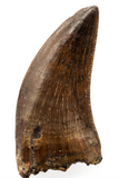 Nanotyrannus tooth - 1.05 inch