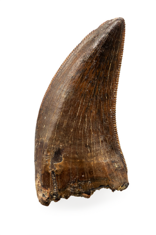Nanotyrannus tooth - 1.05 inch