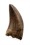 Nanotyrannus tooth - 1.05 inch