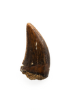 Nanotyrannus tooth - 0.58 inch