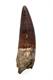 Spinosauridae tooth (Mint) - 3.04 inch