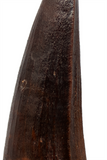 Spinosauridae tooth (Mint) - 3.04 inch