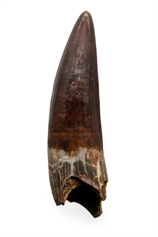 Spinosauridae tooth (Mint) - 3.04 inch