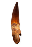 Spinosauridae tooth - 3.52 inch