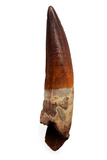 Spinosauridae tooth - 3.52 inch