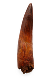 Spinosauridae tooth - 3.32 inch