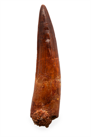 Spinosauridae tooth - 3.32 inch