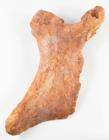 Elosuchus Cherifiensis ischium - 11 inches