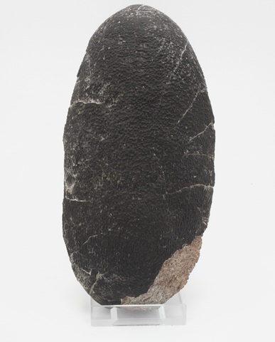 Large Oviraptor Egg (M.Yaotunensis) - 19.5cm
