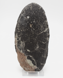 Large Oviraptor Egg (M.Yaotunensis) - 19.5cm