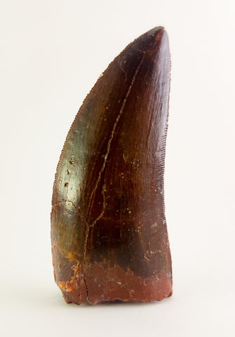 Carcharodontosaurus Saharicus - 1.97 inch