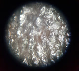 Large Oviraptor Egg (M.Yaotunensis) - 19.5cm