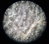 Large Oviraptor Egg (M.Yaotunensis) - 19.5cm