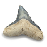 Bull Shark Tooth - Bone Valley