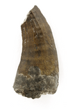 Suchomimus Tooth - 1.52 Inch