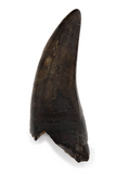 Eocarcharia tooth - 1.57 Inch