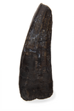 Suchomimus Tooth - 1.13 Inch