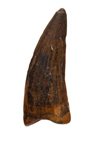 Suchomimus Tooth - 0.93 Inch