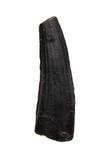 Suchomimus Tooth - 0.83 Inch