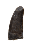Juvenile Suchomimus Tooth - 0.66 Inch